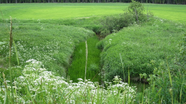 Aurajoen alku Pöytyän ja Oripään välissä.