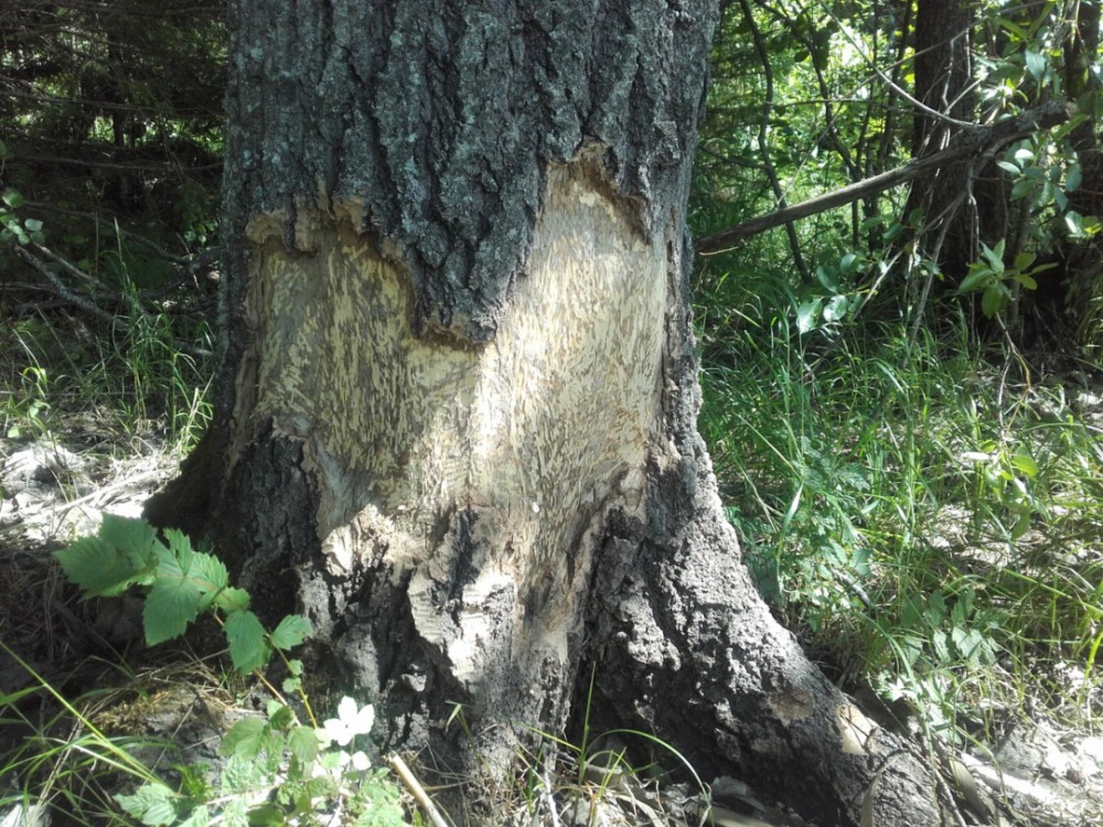 5232018174845.jpg (511.54 KiB) Katsottu 6252 kertaa Sydämen sä kuoreen teit