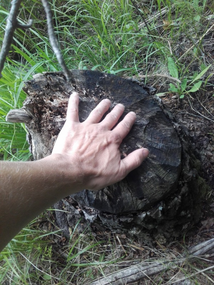 5232018175142.jpg (448.96 KiB) Katsottu 6252 kertaa "Pienempi"puu nurin