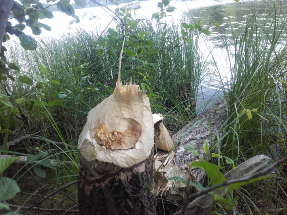 523201817524.jpg (433.96 KiB) Katsottu 6252 kertaa Tuoreempaa jälkeä