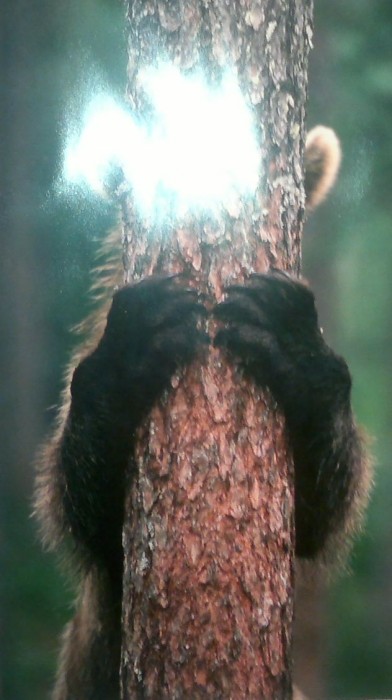 Nalle_1.jpg