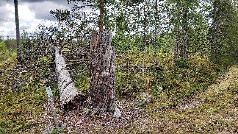 Tosi vanha mänty.