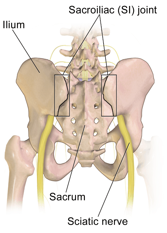 Screenshot_2020-03-24-Sacroiliac_Joint-png-PNG-kuva-1500-×-1500-kuvapistettä-Pienennetty-48-alkuperäisestä.png