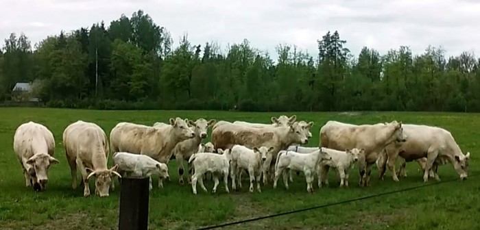 Keväiset lehmät